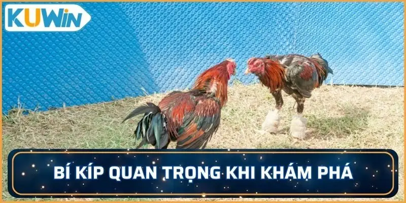 Bí kíp quan trọng khi khám phá đặt cược