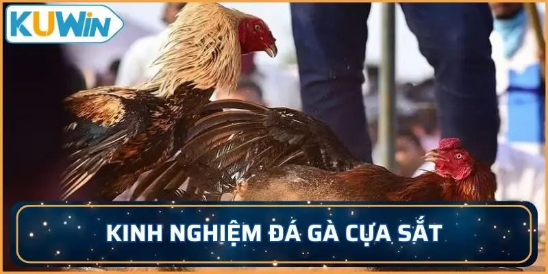 Chia sẻ kinh nghiệm đá gà dễ dàng chiến thắng tại nhà cái