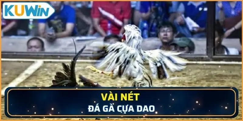 Cựa dao là vũ khí đặc trưng trên sân đấu