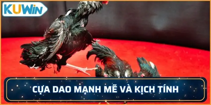Cựa dao mạnh mẽ và kịch tính