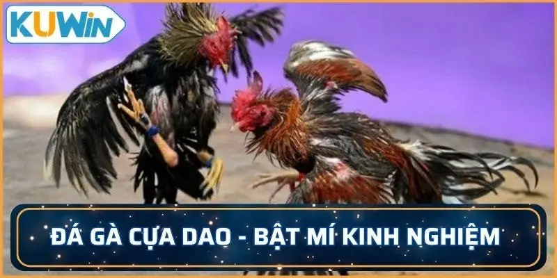 đá gà cựa dao