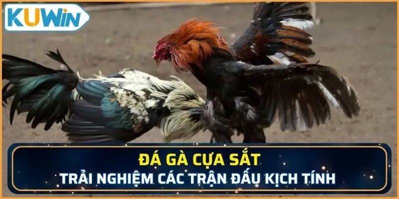 đá gà cựa sắt