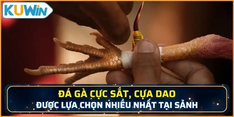 Đá gà cực sắt, cựa dao được lựa chọn nhiều nhất tại sảnh