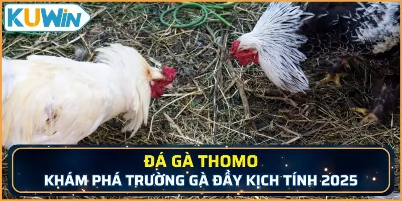 đá gà Thomo