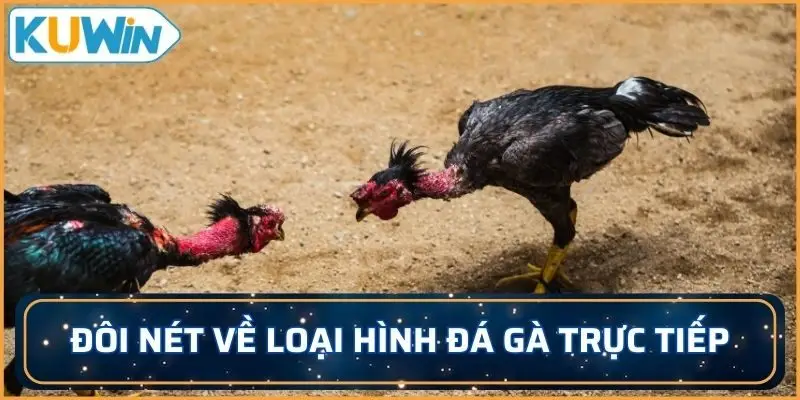 Đôi nét về loại hình đá gà trực tiếp tại KUWIN