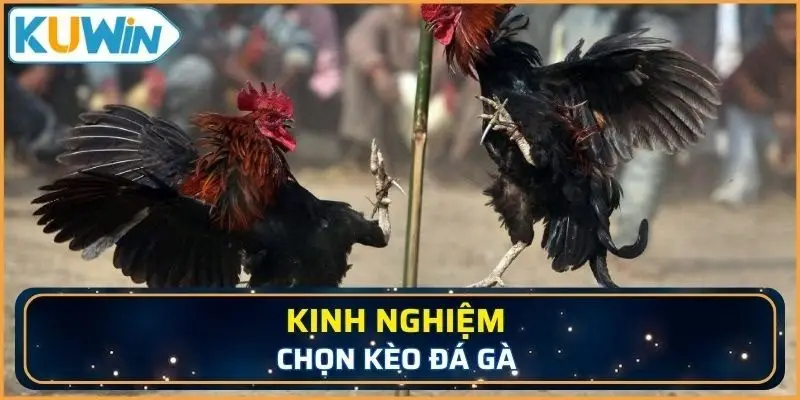 Hội viên nên trang bị kinh nghiệm chọn kèo