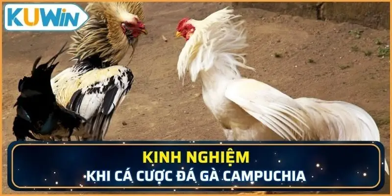 Kinh nghiệm khi cá cược đá gà Campuchia