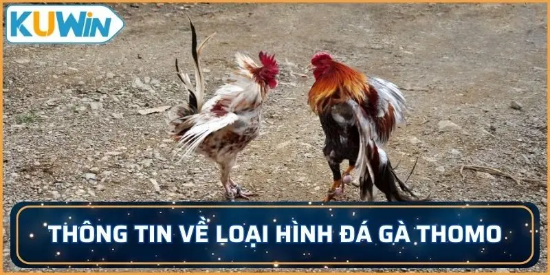 Thông tin sơ lược về loại hình đá gà Thomo