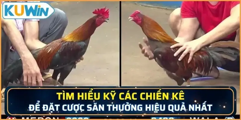 Tìm hiểu kỹ các chiến kê để đặt cược săn thưởng hiệu quả nhất