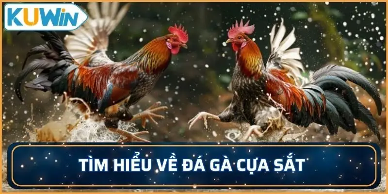Tìm hiểu về đá gà cựa sắt