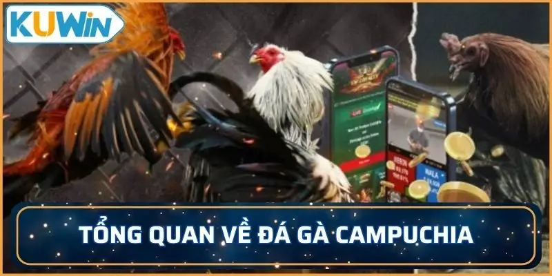 Tổng quan về đá gà Campuchia